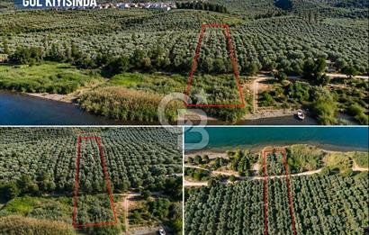 ORANGAZİ NARLICADA İZNİK GÖLÜ YANINDA SATILIK 1975M2 ZEYTİNLİK.!
