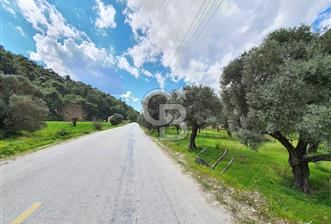 GÖKOVA'DA ASFALT YOLA CEPHE, GÖKOVA YA 300 M SATILIK TARLA - 9 - 371425