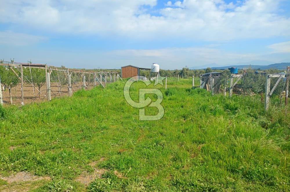 İzmir Menderes Bulgurcada Satılık Hisse Tapulu Tarla