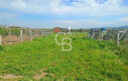 İzmir Menderes Bulgurcada Satılık Hisse Tapulu Tarla