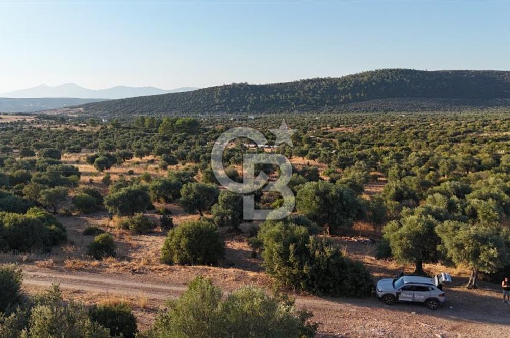 Aydın Didim Ak-Yeniköy'de Satılık Arsa