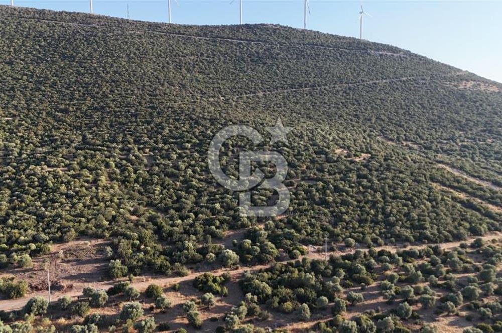 Aydın Didim Ak-Yeniköy'de Satılık Arsa