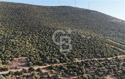 Aydın Didim Ak-Yeniköy'de Satılık Arsa