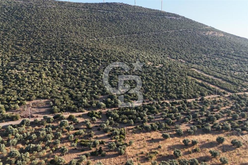 Aydın Didim Ak-Yeniköy'de Satılık Arsa
