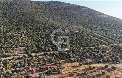 Aydın Didim Ak-Yeniköy'de Satılık Arsa