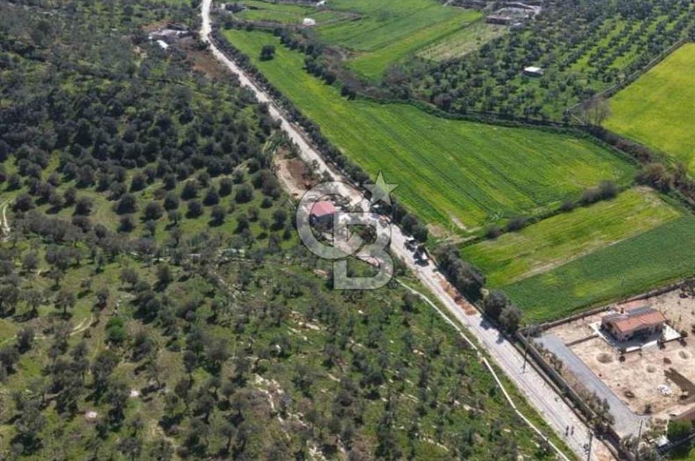 MİLAS KEMİKLERDE TEK PARSEL 20.262,34M2 ZEYTİNLİK