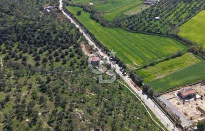 MİLAS KEMİKLERDE TEK PARSEL 20.262,34M2 ZEYTİNLİK