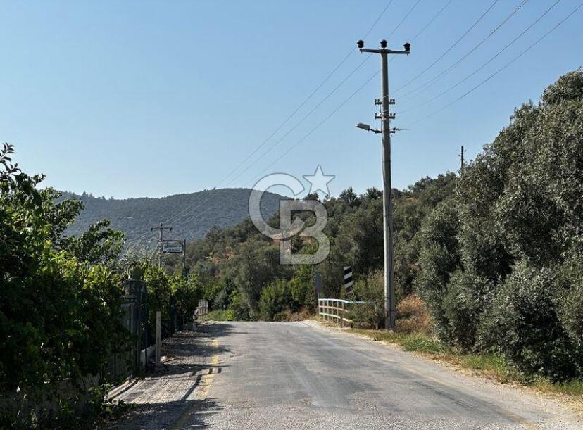 MİLAS KEMİKLERDE TEK PARSEL 20.262,34M2 ZEYTİNLİK