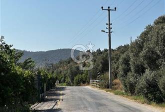 MİLAS KEMİKLERDE TEK PARSEL 20.262,34M2 ZEYTİNLİK - 9 - 371567
