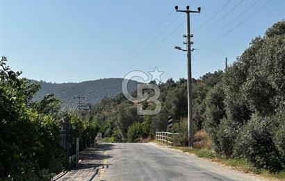 MİLAS KEMİKLERDE TEK PARSEL 20.262,34M2 ZEYTİNLİK
