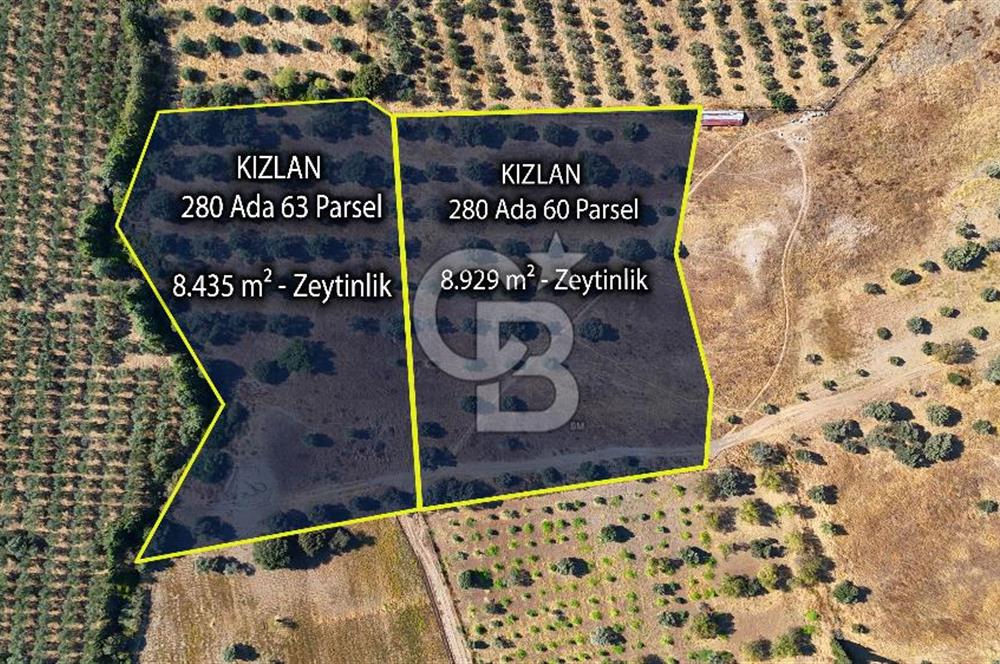 Datça'da Yatırımlık Satılık 17.365 m² Zeytinlik