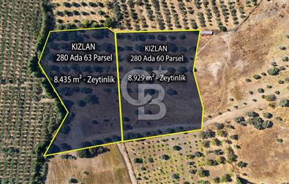 Datça'da Yatırımlık Satılık 17.365 m² Zeytinlik