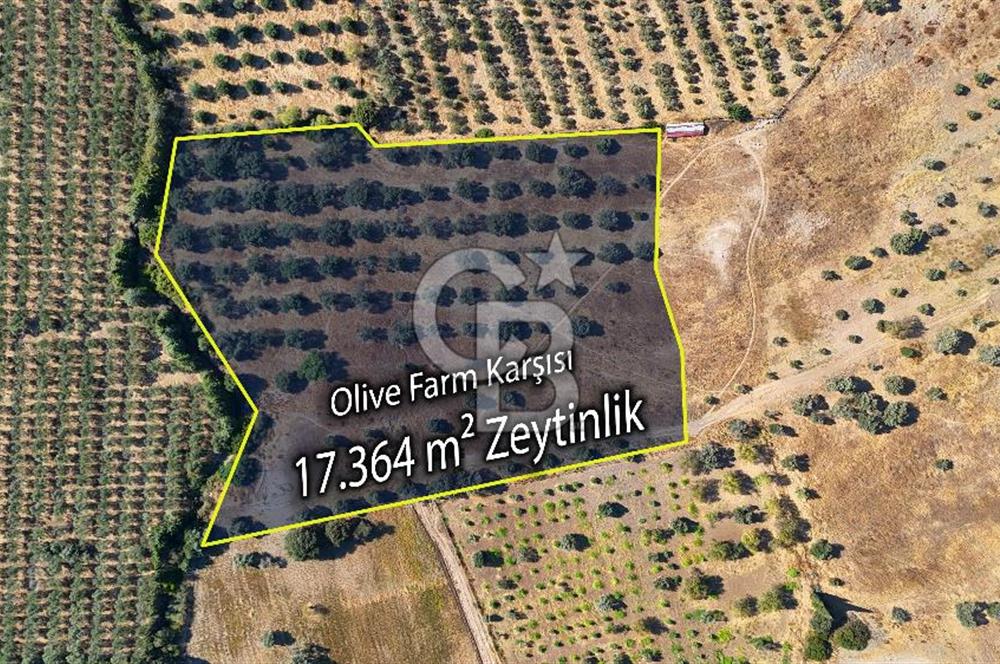Datça'da Yatırımlık Satılık 17.365 m² Zeytinlik