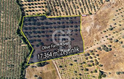 Datça'da Yatırımlık Satılık 17.365 m² Zeytinlik