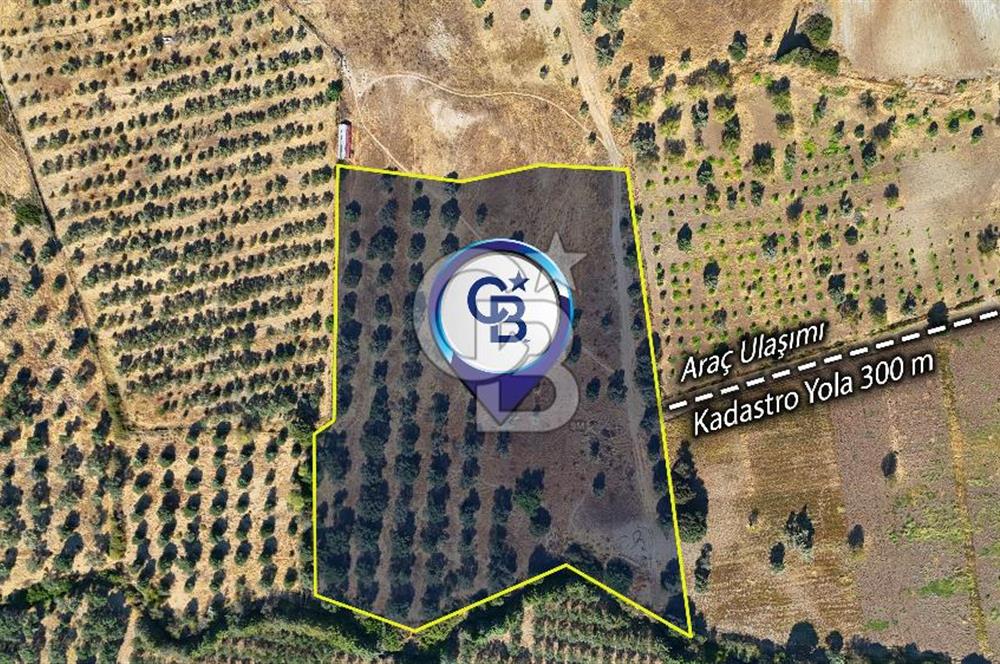 Datça'da Yatırımlık Satılık 17.365 m² Zeytinlik