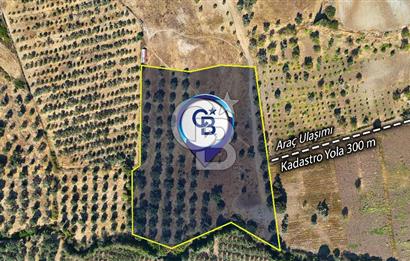 Datça'da Yatırımlık Satılık 17.365 m² Zeytinlik