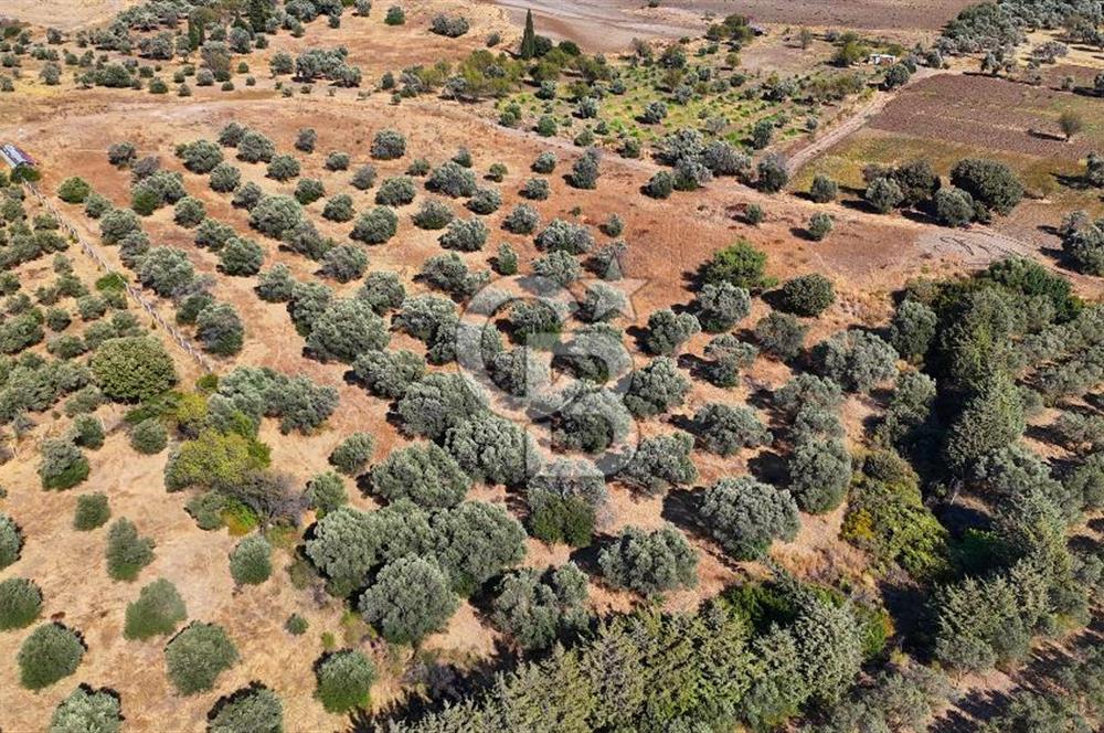 Datça'da Yatırımlık Satılık 17.365 m² Zeytinlik