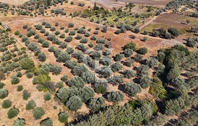 Datça'da Yatırımlık Satılık 17.365 m² Zeytinlik