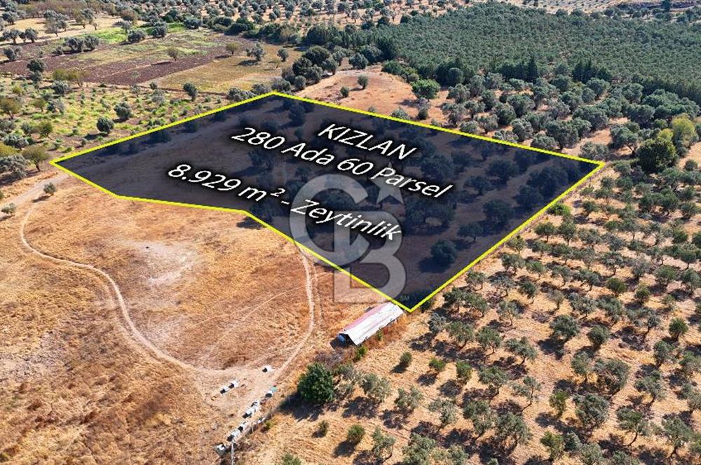 Datça'da Yatırımlık Satılık 17.365 m² Zeytinlik