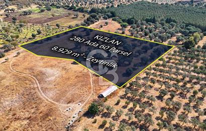 Datça'da Yatırımlık Satılık 17.365 m² Zeytinlik