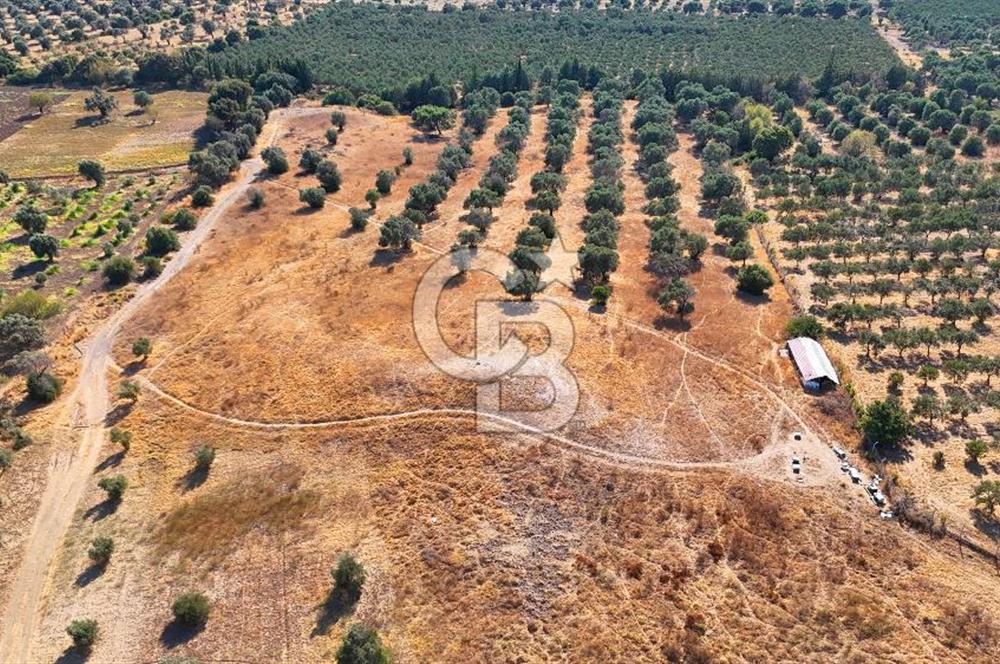 Datça'da Yatırımlık Satılık 17.365 m² Zeytinlik