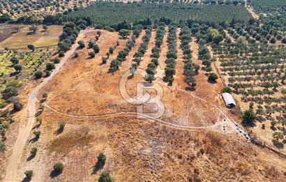 Datça'da Yatırımlık Satılık 17.365 m² Zeytinlik