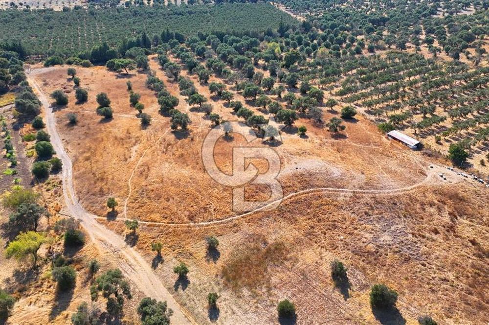 Datça'da Yatırımlık Satılık 17.365 m² Zeytinlik