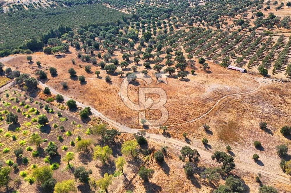 Datça'da Yatırımlık Satılık 17.365 m² Zeytinlik