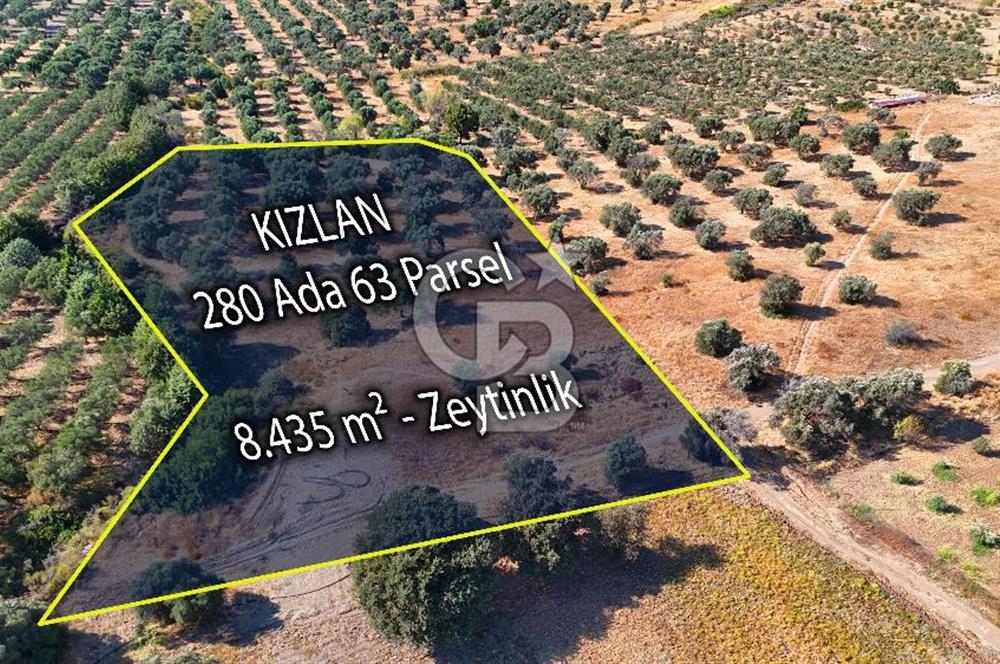 Datça'da Yatırımlık Satılık 17.365 m² Zeytinlik