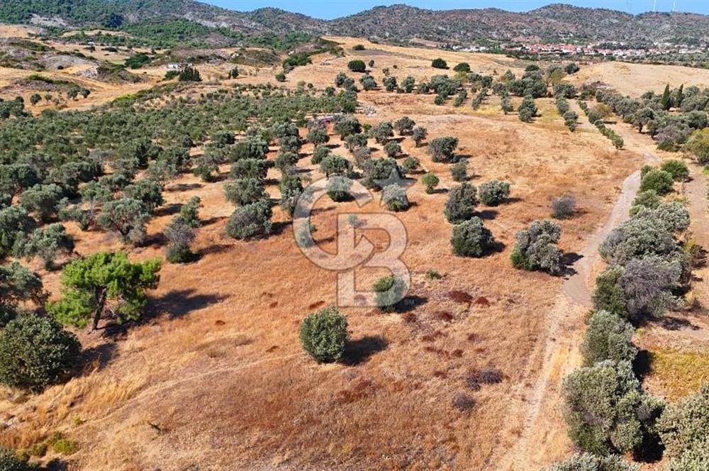 Datça'da Yatırımlık Satılık 17.365 m² Zeytinlik