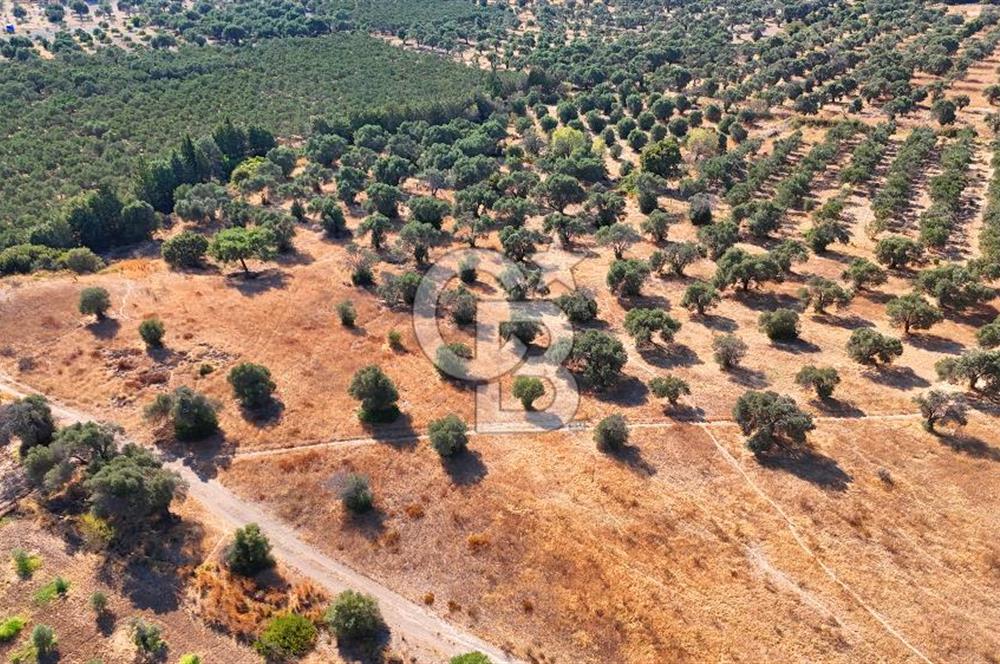 Datça'da Yatırımlık Satılık 17.365 m² Zeytinlik