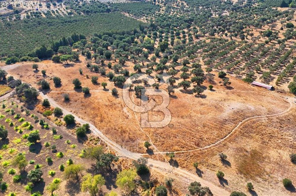 Datça'da Yatırımlık Satılık 17.365 m² Zeytinlik