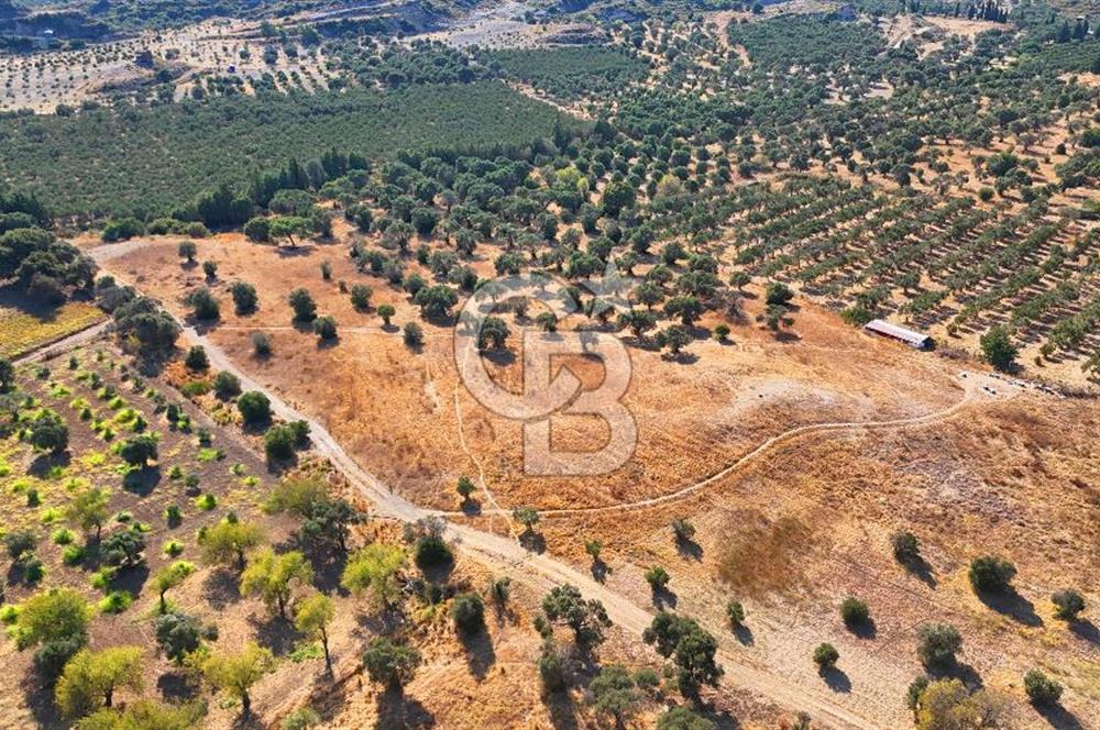 Datça'da Yatırımlık Satılık 17.365 m² Zeytinlik