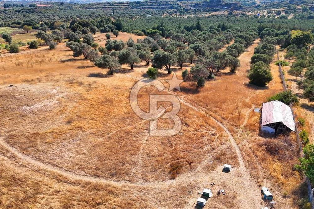 Datça'da Yatırımlık Satılık 17.365 m² Zeytinlik