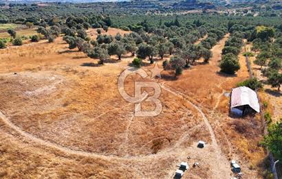 Datça'da Yatırımlık Satılık 17.365 m² Zeytinlik
