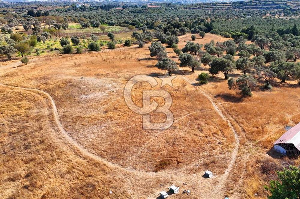 Datça'da Yatırımlık Satılık 17.365 m² Zeytinlik