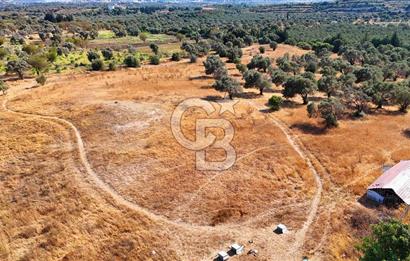 Datça'da Yatırımlık Satılık 17.365 m² Zeytinlik