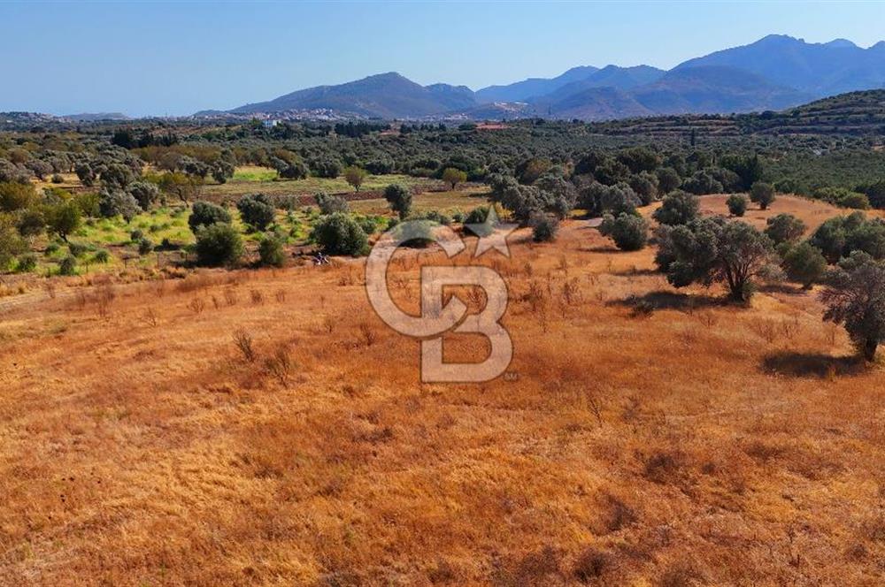 Datça'da Yatırımlık Satılık 17.365 m² Zeytinlik