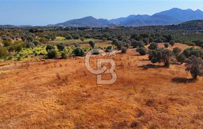 Datça'da Yatırımlık Satılık 17.365 m² Zeytinlik