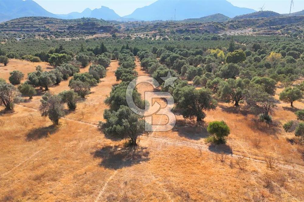 Datça'da Yatırımlık Satılık 17.365 m² Zeytinlik