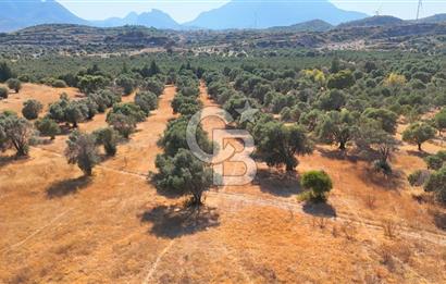 Datça'da Yatırımlık Satılık 17.365 m² Zeytinlik