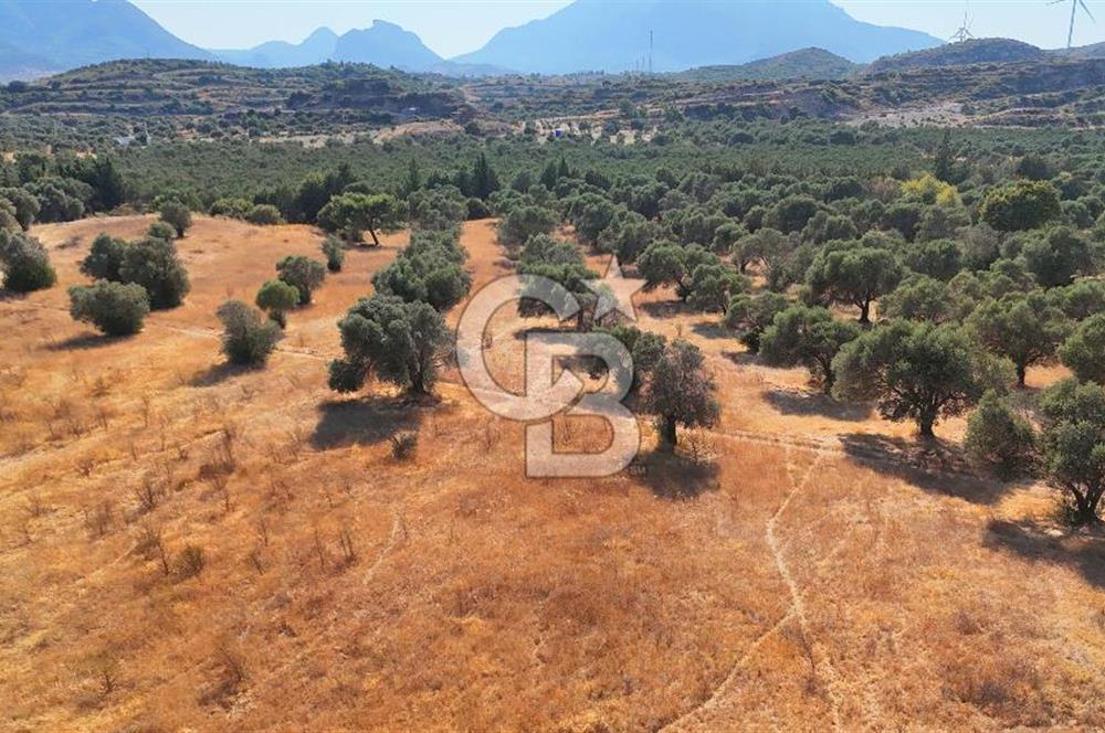 Datça'da Yatırımlık Satılık 17.365 m² Zeytinlik