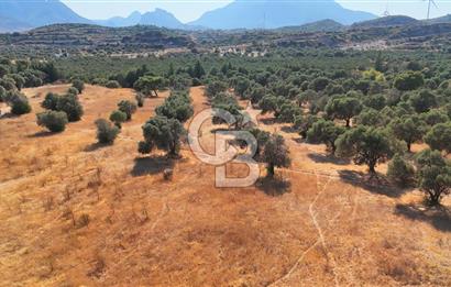 Datça'da Yatırımlık Satılık 17.365 m² Zeytinlik