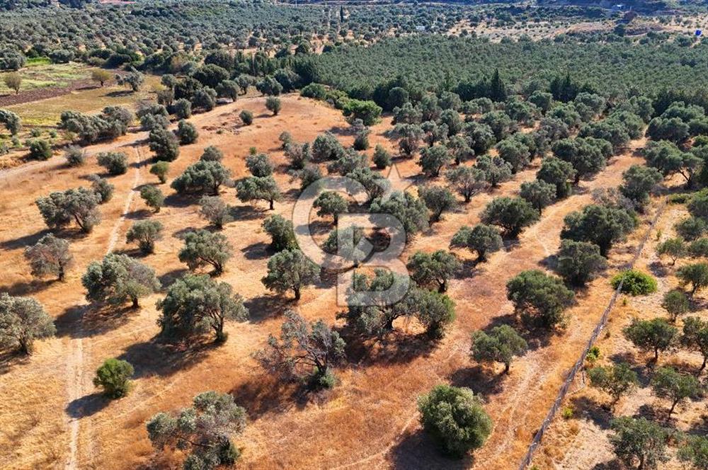 Datça'da Yatırımlık Satılık 17.365 m² Zeytinlik