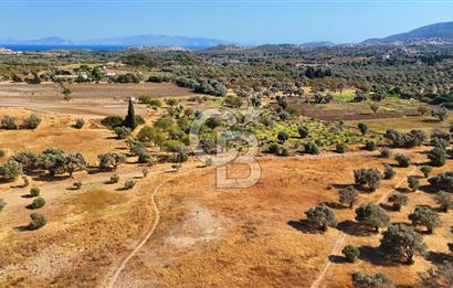Datça'da Yatırımlık Satılık 17.365 m² Zeytinlik