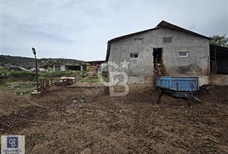 ELMADAĞ KUŞÇUALİ SATILIK ÇİFTLİK AHIR - 1 - 371553