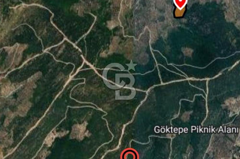 MİLAS KEMİKLERDE TEK PARSEL 20.262,34M2 ZEYTİNLİK