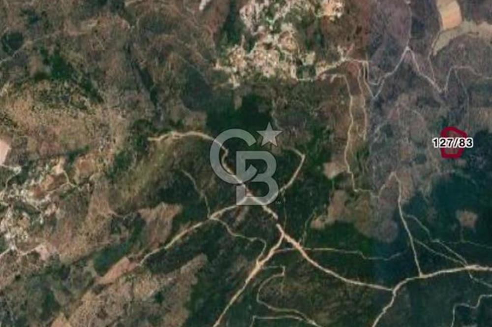MİLAS KEMİKLERDE TEK PARSEL 20.262,34M2 ZEYTİNLİK