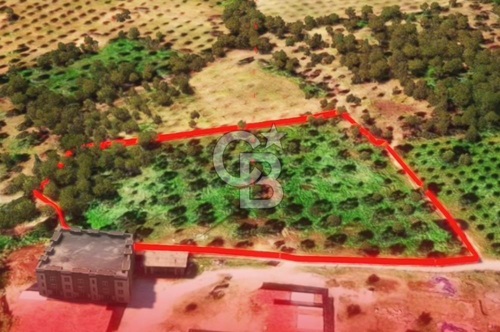 İzmir Torbalı Dağkızılca 9070 m2 Tek Tapu Tarla