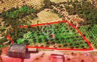 İzmir Torbalı Dağkızılca 9070 m2 Tek Tapu Tarla